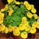 Выбираем комнатные растения с желтыми цветами