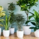 Самые неприхотливые комнатные растения