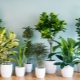 Тенелюбивые и теневыносливые комнатные растения: виды и описание