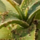 Вредители комнатных растений: виды и способы борьбы