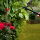 Как обрабатывать розы осенью железным купоросом?