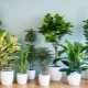 Обзор видов комнатных растений