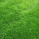 Все о газонах «Зеленый квадрат»