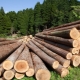 Что такое древесина и какой она бывает?