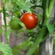 Виды колышек для подвязки помидоров и их использование