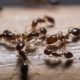 Борная кислота от муравьев в доме