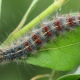 Гусеницы шелкопряда: виды и меры борьбы