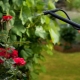 Как поливать садовые розы?