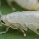 Как выглядят белые тараканы и как от них избавиться?