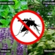 Какие растения отпугивают комаров?