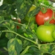 Описание кладоспориоза томатов и лечение болезни