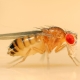 Плодовая муха дрозофила: описание и меры борьбы