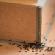 Почему черные муравьи появляются в доме и как от них избавиться?