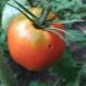 Почему на помидорах появляются гусеницы и как с ними бороться?
