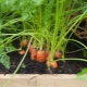 Подкормка моркови в открытом грунте