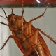 Сколько живут тараканы?