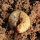 В чем отличия между личинками майского жука и личинками медведки?
