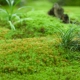 Вреден ли мох на садовом участке и как от него избавиться?