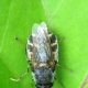 Как выглядит капустная муха и как с ней бороться?