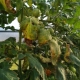 Болезни и вредители помидоров в теплице