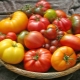 Чем томаты отличаются от помидоров? 