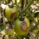 Как бороться с фитофторой на помидорах в открытом грунте?