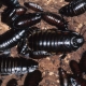 Как выглядят черные тараканы и как от них избавиться?