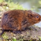 Как выглядят водяные крысы и как от них избавиться?