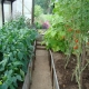 Как выращивать помидоры и перец в одной теплице?