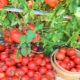 Как вырастить хороший урожай помидоров?