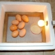 Как высидеть яйцо в домашних условиях без инкубатора?