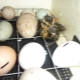 Можно или нельзя мыть яйца перед закладкой в инкубатор?