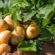 Обзор болезней и вредителей картофеля