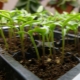 Особенности проращивания семян томатов на рассаду