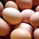 Отбор и хранение инкубационных яиц