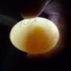 Овоскопирование индюшиных яиц