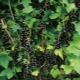 Варианты размножения черной смородины