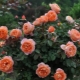 Все о розах «Леди оф Шалот»