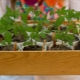 Выращивание рассады томатов без пикировки в домашних условиях