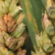 Что такое фузариоз пшеницы и чем лечить болезнь?