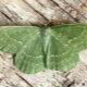 Бабочки зеленые пяденицы