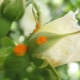 Причины появления ржавчины на розах и ее лечение