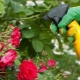 Удобрения для роз и их использование