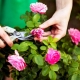 Что делать с отцветшими розами на кустах?