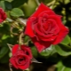 Когда можно пересаживать розы и как это делать?