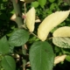 Почему у розы бледные листья и как это исправить?
