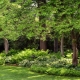 Совместимость деревьев между собой и кустарниками в саду