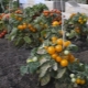 Детерминантные сорта томатов для теплицы