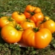 Гибриды томатов для открытого грунта