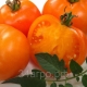 Гибриды томатов